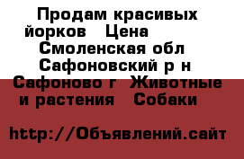 Продам красивых йорков › Цена ­ 9 000 - Смоленская обл., Сафоновский р-н, Сафоново г. Животные и растения » Собаки   